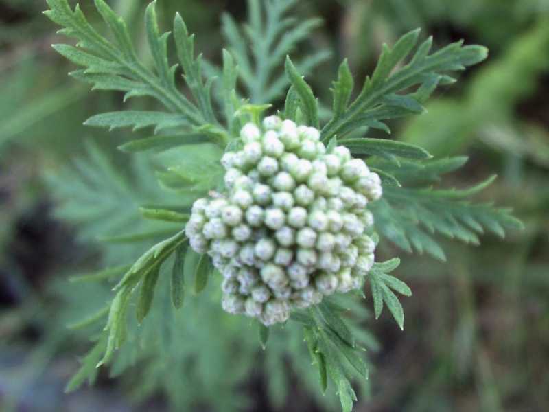 Achillea ligustica